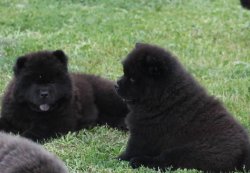 Siyah Chow Chow / Çin Aslanı Yavruları (UYGUNDUR ) 1
