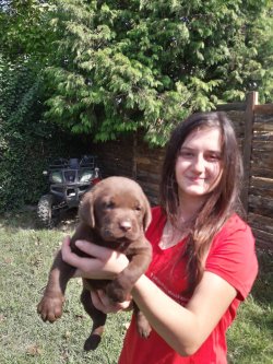 Sevimli Labrador Retriever Yavrularımız 2