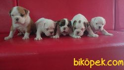 İNGİLİZ BULDOG 3