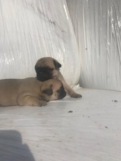 Pug&Mops 0 Numara 0 Burun 5