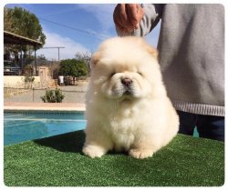 BEYAZ CHOW CHOW BEBEKLERİMİZ AYI SURAT 1