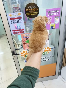 Toy Poodle Erkek Yavrular 1