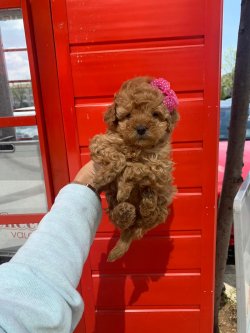 Toy Poodle Red Orjinal Yavrularımız 4