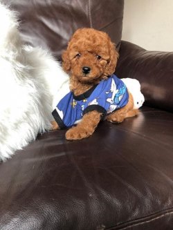 Sevi̇mli̇ Toy Poodle Yavrularımız 3
