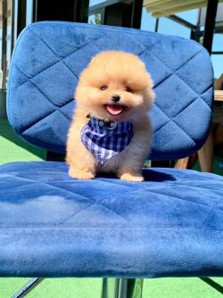Satılık Pomerani̇an Boo Yavrularımız 1
