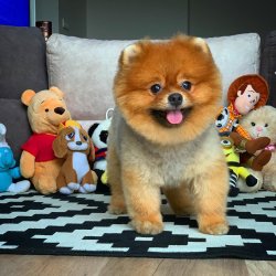 Scr/fcı Sertifikalı Pomeranian Boo Yetişkinlerimizden 1