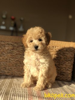 Anne Altından Toy Poodle 2