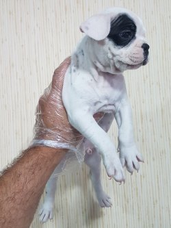 Fransız Bulldog Yavrular Türki̇ye Geneli̇ne Tesli̇m 3