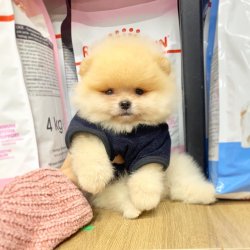 Pomeranian Boo Ayicik Tip Safkan Aşılı Eğitimli Yavrularımız 3