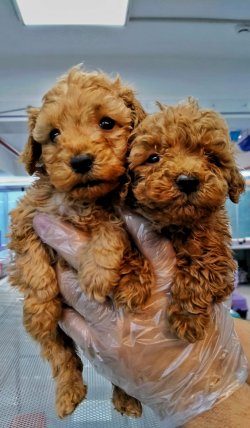 ORJİNAL RED TOY POODLE 2 AYLIK MİNYATÜR YAVRUMUZ 1