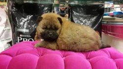 CHOW CHOW YAVRUSU SATILIK 2