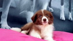 BORDER COLLIE YAVRULAR 1