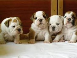İNGİLİZ BULLDOG YAVRULAR 1