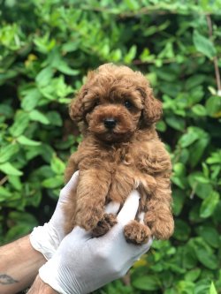 Irk Ve Sağlık Garantili Toy Poodle Yavrular 1
