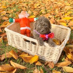 Toy Poodle Silver Renk Teacup Yavrularımız 3