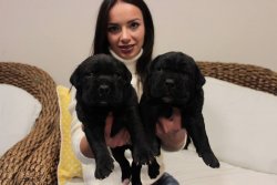 SATILIK CANE CORSO YAVRULARI 2