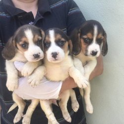 Beagle Bebekler 2