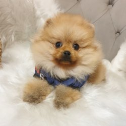 Orjinal Pomeranian Boo Yavrularımız 3