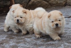 Chow Chow Çin Aslanı Yavrularımız Afyonkarahisardan ( Erkek Dişi Mevcuttur ) 4
