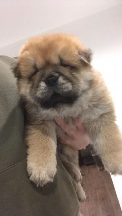 CHOW CHOW ( Çin Aslanı ) YAVRULARI 2