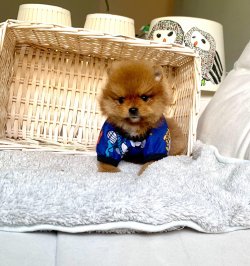 Orjinal Boo Pomeranian Yavrular 3