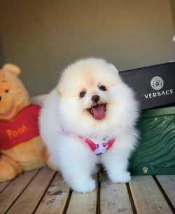 Tuvalet Eğitimli PomeranianBoo Yavrularımızdan 5