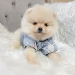 Satılık Pomeranian Boo Yavrularımız 5