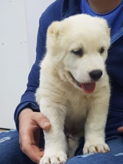 Alabai Yavruları 1