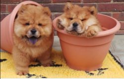 RUHSATLI KÖPEK ÇİFTLİĞİNDEN CHOWCHOW YAVRULARI 1