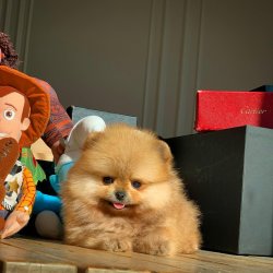 Güncel PomeranianBoo Yavrularımızdan 5