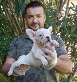 Satılık Fransız Bulldog Yavru Köpekler 4