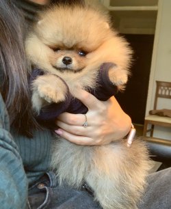 Pomeranian Boo Safkan Boo Garantili Asili Eğitimli Yavrular 1