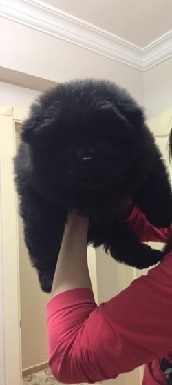 Si̇yah Chow Chow Çi̇n Aslanı Yavrularımız 1