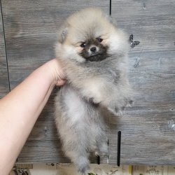 Scr Belgeli Orjinal Pomeranian Boo 1