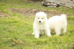 PAMUK GİBİ SAMOYED YAVRULARI 2