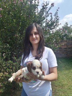 Minik Cavalier King Charles Yavrularımız 1