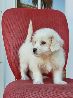 MaltiPoo Yavruları Sağlık Ve İrk Garantili 1