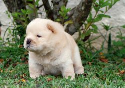 Pofuduk Chow Chow Yavruları 4