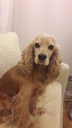2 Yaşında Sağlıklı Cocker Dişi 1