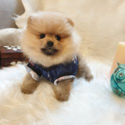 Yılbaşına Özel Pomeranian Boo Yavrularımız 5