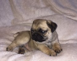 PUG MOPS YAVRULARIMIZ 2