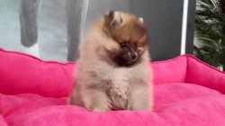 POMERANAIN BOO YAVRULARIMIZ 3