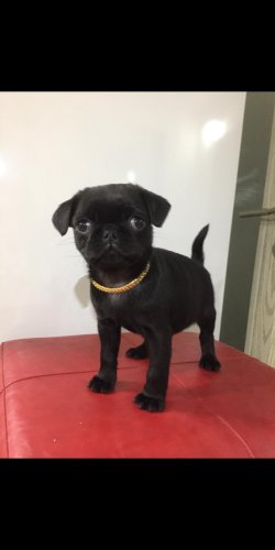 Siyah Pug Mops ANKARA 5