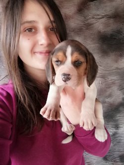Minik Elizabeth Beagle Yavrularımız Ev Içi 2