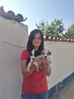 Jack Russel Yavrularımız 2