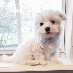 Maltese Terrier Yavrularımız Gelmiştir 1