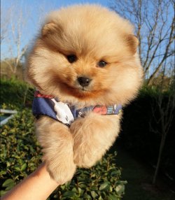 Pomeranian Mini Ayıcık Teddy Face Erkek Yavrularımız 3