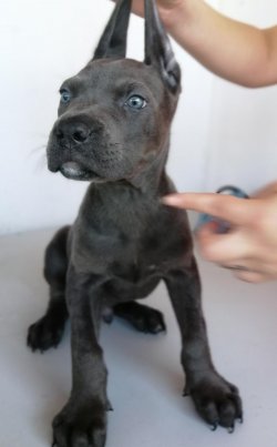 Muhteşem Cane Corso 4