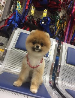 Pomerani̇an Boo 3