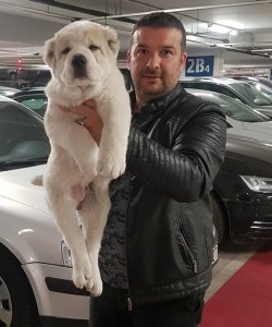 Satılık Alabay Yavruları 2